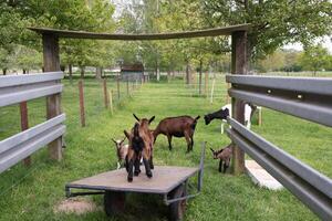 little kids graze and play in the backyard in the green grass on a bright summer photo