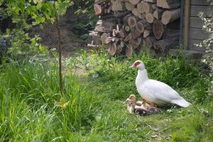 madre blanco almizcle Pato con rojo ojos camina con su pequeño patitos en primavera en el granja patio, custodiando su descendencia foto