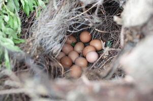 nest from branches in the bushes with fresh chicken eggs, concept of proper dietary nutrition, Easter photo