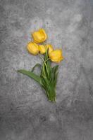yellow tulips on gray cement background minimalism top view, easter decor,spring photo