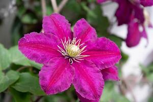 flor púrpura clemátide variedades fuego fatuo de cerca, profundo magenta pétalos foto