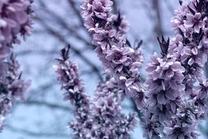 lujoso floración melocotón sucursales, delicado rosado flores en contra el azul cielo foto