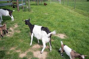 goat with a baby goat in a bright morning sun surrounded by spring greenery photo