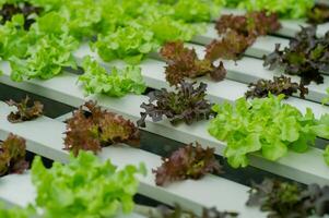 Organic vegetable gardens, hydroponic gardens, vegetables and healthy eating. photo