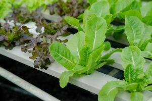 Organic vegetable gardens, hydroponic gardens, vegetables and healthy eating. photo