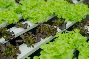 Organic vegetable gardens, hydroponic gardens, vegetables and healthy eating. photo