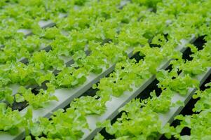 Organic vegetable gardens, hydroponic gardens, vegetables and healthy eating. photo