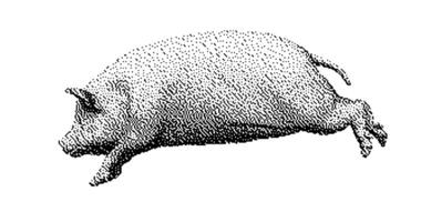 Stipple drawing of pig running. 2d Animation motion graphics. Seamless looping animation. video