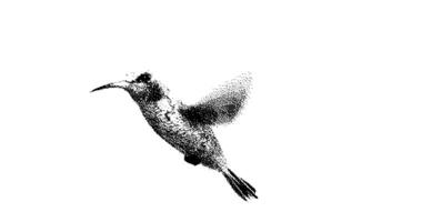 Stipple drawing of hummingbird flying. 2d Animation motion graphics. Seamless looping animation. video