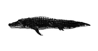 Stipple drawing of alligators swimming. 2d Animation motion graphics. Seamless looping animation. video