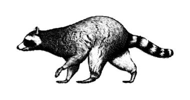 Stipple drawing of racoon walking. 2d Animation motion graphics. Seamless looping animation. video