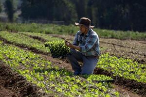 Asian farmer is carrying tray of young vegetable salad seedling to plant in mulching film for growing organics plant during spring season and agriculture concept photo