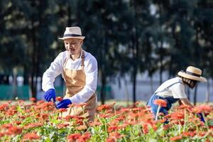 Team of Asian farmer and florist is working in the farm while cutting zinnia flowers using secateurs for cut flower business in his farm for agriculture industry concept photo