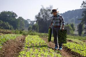 Asian farmer is carrying tray of young vegetable salad seedling to plant in mulching film for growing organics plant during spring season and agriculture photo