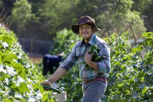 Asian farmer is freshly harvest healthy cucumber or zucchini from the vegetable organics farm approach for local gardener and homegrown produce concept photo