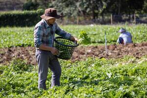 Asian farmer is freshly harvest healthy salad lettuce from the vegetable organics farm approach for local gardener and homegrown produce photo