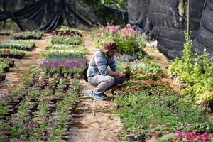 joven asiático jardinero es elegir floración planta desde el local jardín centrar guardería lleno de verano planta para fin de semana jardinería y al aire libre pasatiempo foto