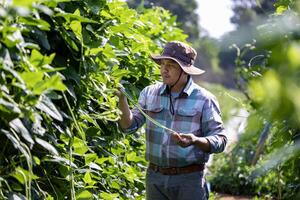 Asian farmer is freshly harvest healthy long bean from the vegetable organics farm approach for local gardener and homegrown produce concept photo