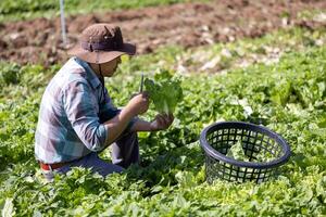 Asian farmer is freshly harvest healthy salad lettuce from the vegetable organics farm approach for local gardener and homegrown produce photo