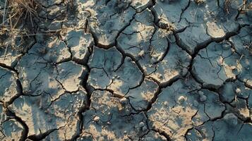 Drought on a UK farm dry cracked earth cracks in mud in a field of crops photo