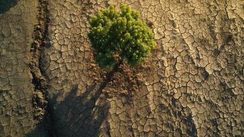 crecimiento de arboles en sequía vivo con árbol sequía. foto