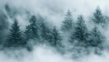 Dense forest obscured by fog with countless trees photo