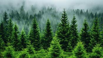 A dense forest teeming with green trees under a clear sky photo