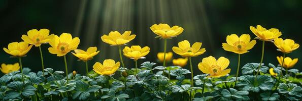 Abundance of yellow flowers bloom in a wide field under the sun photo