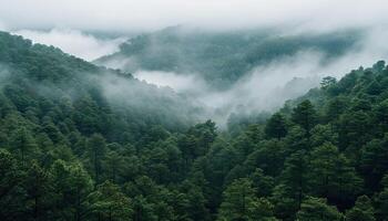 A dense fog blankets a forest filled with numerous trees photo