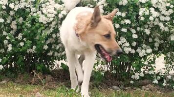 huisdier zorg, hond wandelen. herder hond wandelen door bloeiend wit groen struiken, langzaam beweging video