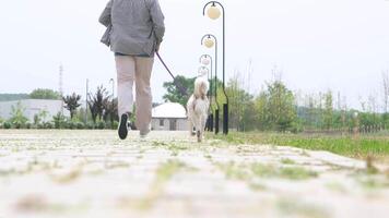 Mens wandelen zijn gemengd ras hond in de park in de ochtend- video
