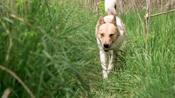 animale domestico cura, cane a passeggio. pastore cane a piedi attraverso alto verde erba video