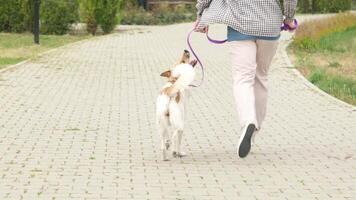 hombre caminando su mezclado raza perro en el parque en el Mañana video