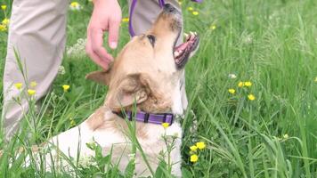 Haustier Pflege. Mann Gehen seine gemischt Rasse Hund im das Park im das Morgen, streicheln Hund im Blühen Gras video