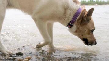 pastor perro en púrpura collar caminando y Bebiendo desde río, verano calor video
