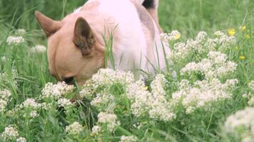 Mens wandelen zijn gemengd ras hond in de park in de ochtend- video