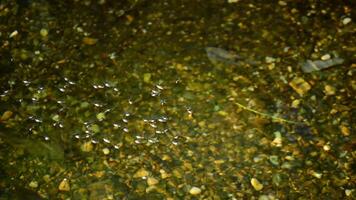 insecten in de rivier, gyrinus natator en geris lacustris of gemeenschappelijk vijver schaatser video