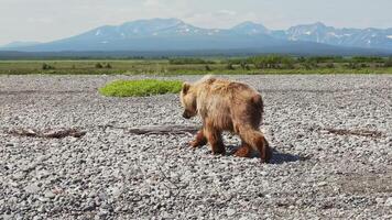 a Kamchatka Castanho Urso anda em através a rochoso panorama video