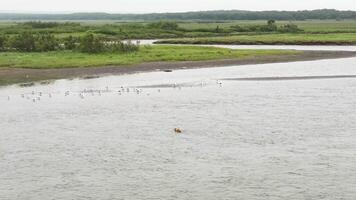 A brown bear swims across a river in Kamchatka. Drone view. video