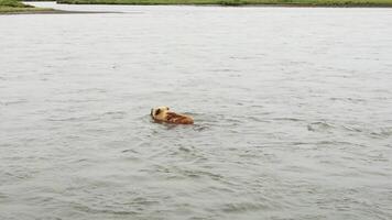 A brown bear swims across a river in Kamchatka. Drone view. video