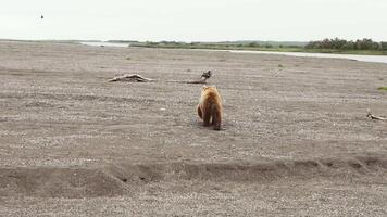 The Kamchatka brown bear walks through the rocky landscape video