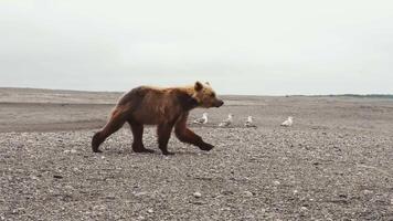 el Kamchatka marrón oso camina mediante el rocoso paisaje video