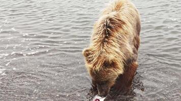 Kamchatka Castanho Urso come vermelho peixe em a pacífico costa. rochoso plano panorama video