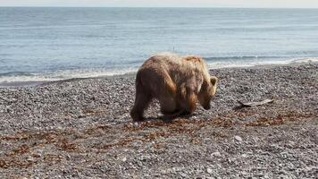 le Kamchatka marron ours des promenades par le rocheux paysage video