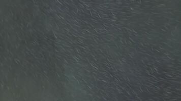 An aerial view of a spawning river with thousands of coho salmon swimming in it video