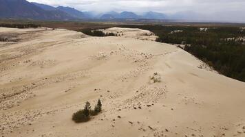 chara Sand ist ein Trakt, welche ist ein sandig Massiv im das Transbaikal Gebiet video