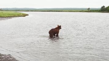 kamchatka bruin beer gevangen een vis in de rivier- door de staart en trekt het aan wal video