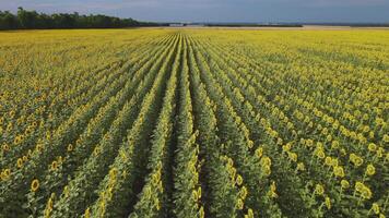 girasole campo. agricoltura. aereo Visualizza di girasoli video