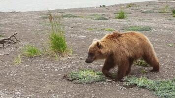 de kamchatka brun Björn promenader genom de klippig landskap video