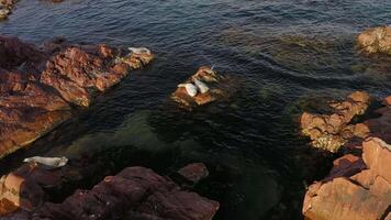 visto foca aquecendo em a pedras em a Beira Mar. fofa visto foca video